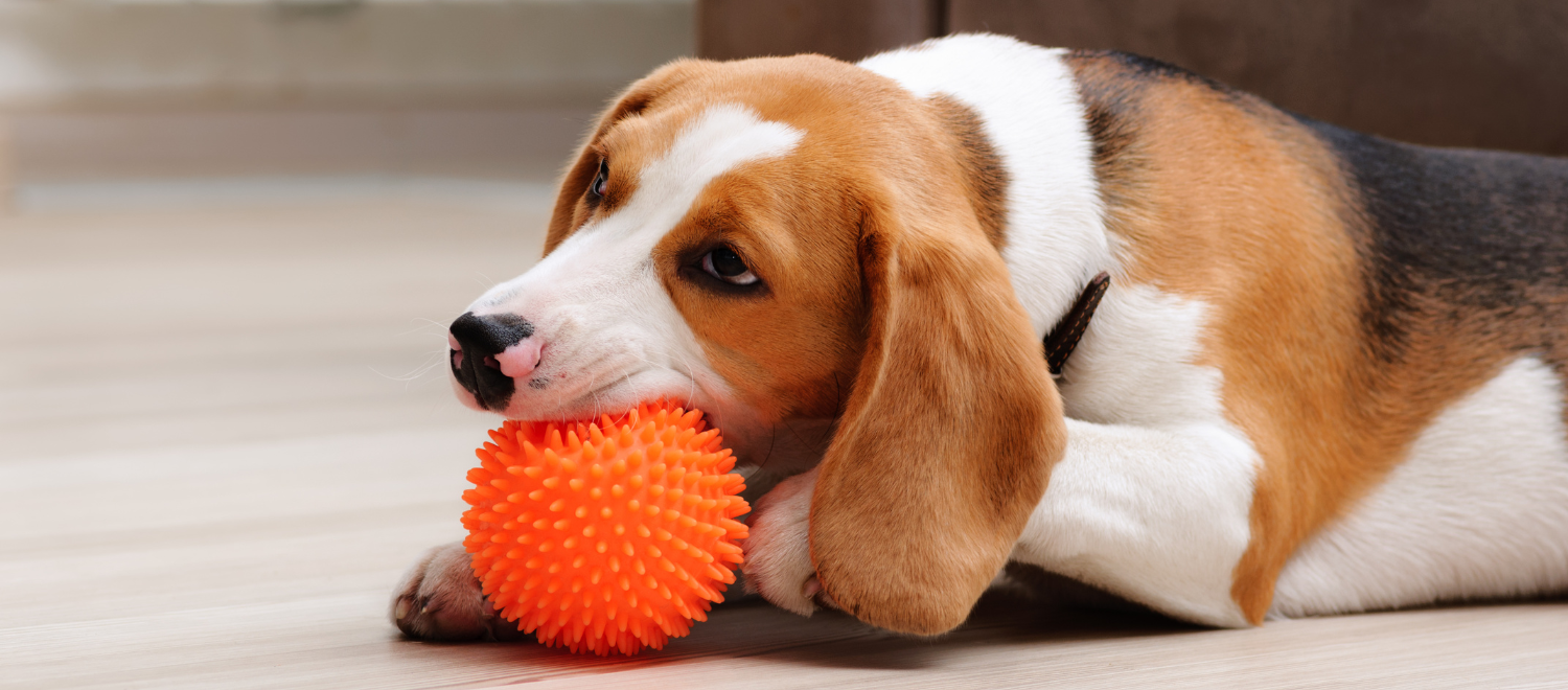 The Ultimate Guide to Setting a Pet Fee for Your Vacation Rental